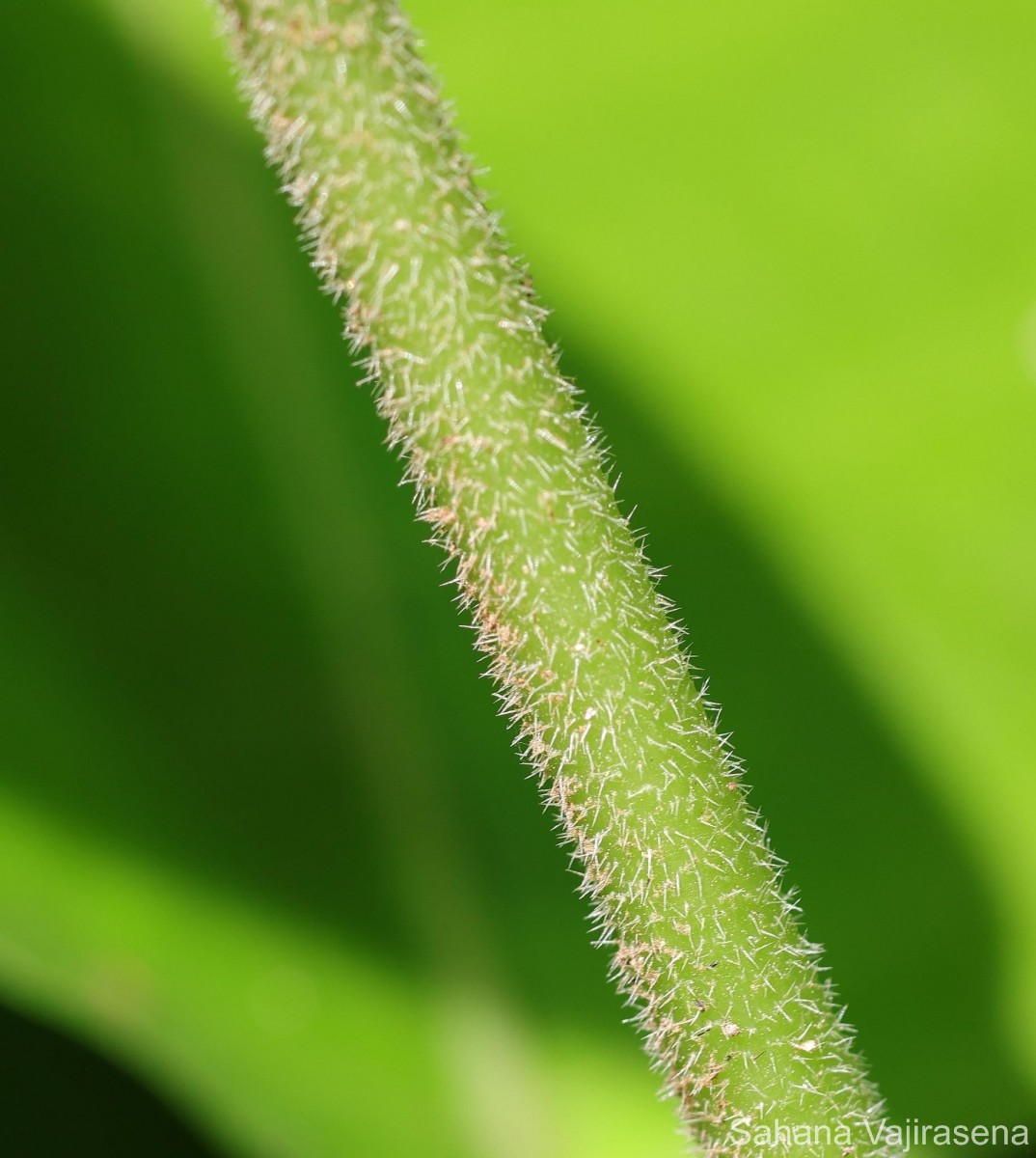 Dendrocnide sinuata (Blume) Chew
